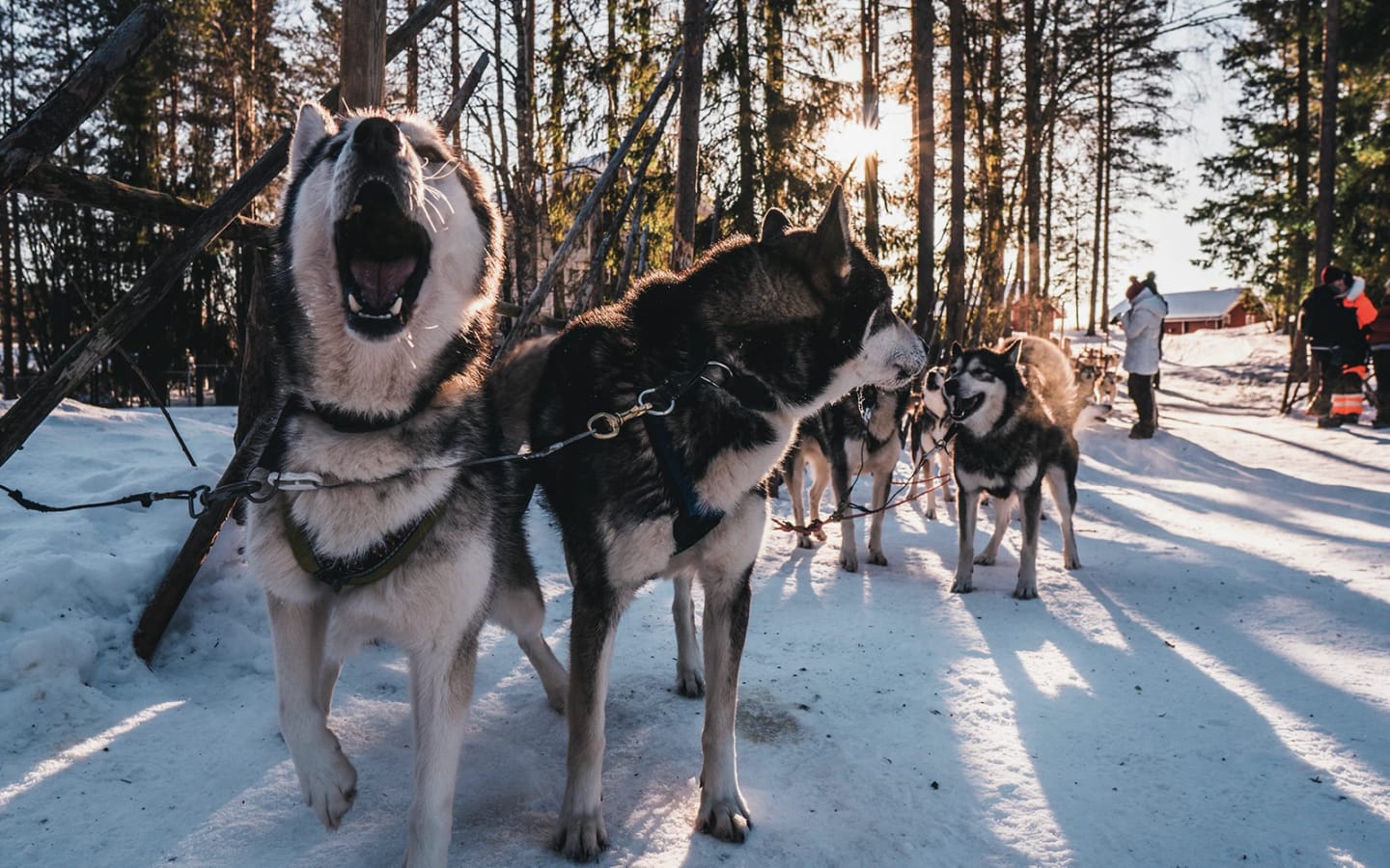 5 viaggi da vivere a dicembre tra neve e aurore boreali