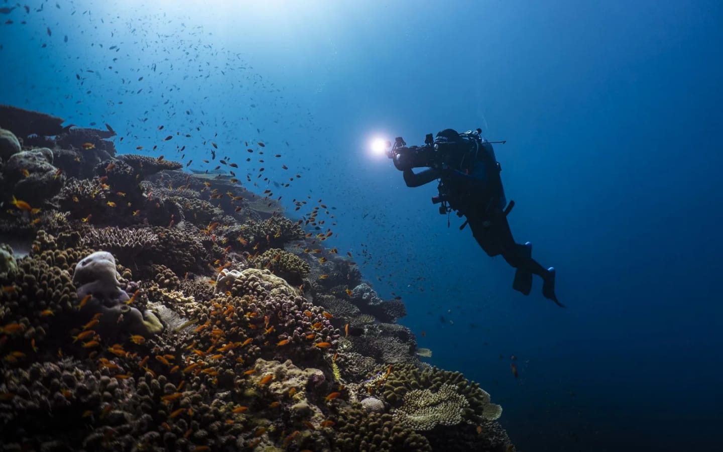 Egitto: crociera nel mar Rosso, diving & snorkeling