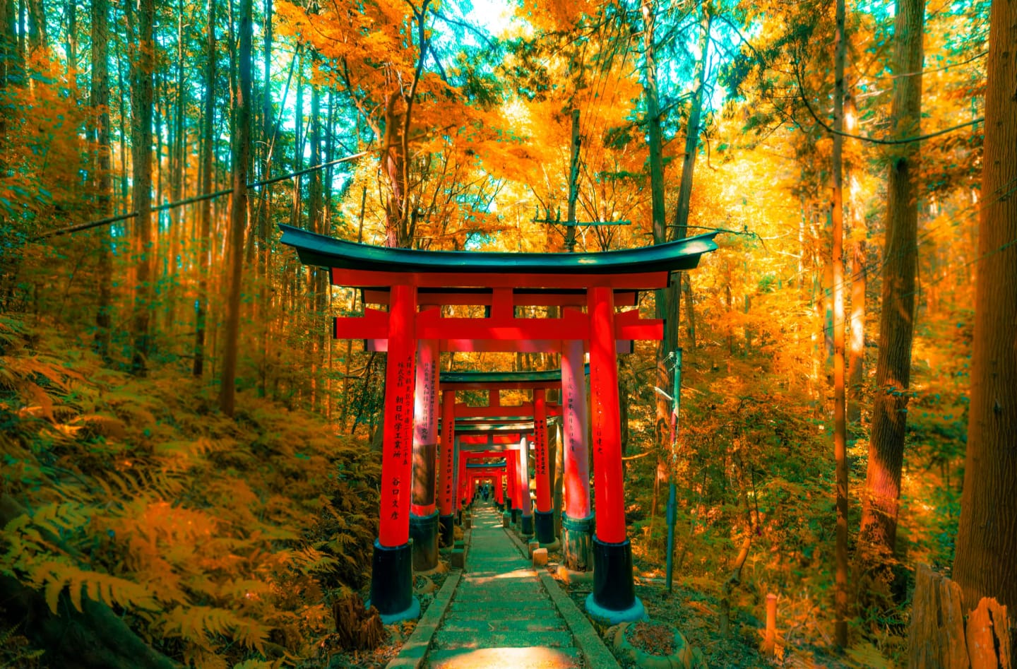 Oriente in ottobre tra Giappone, Corea, India e Vietnam