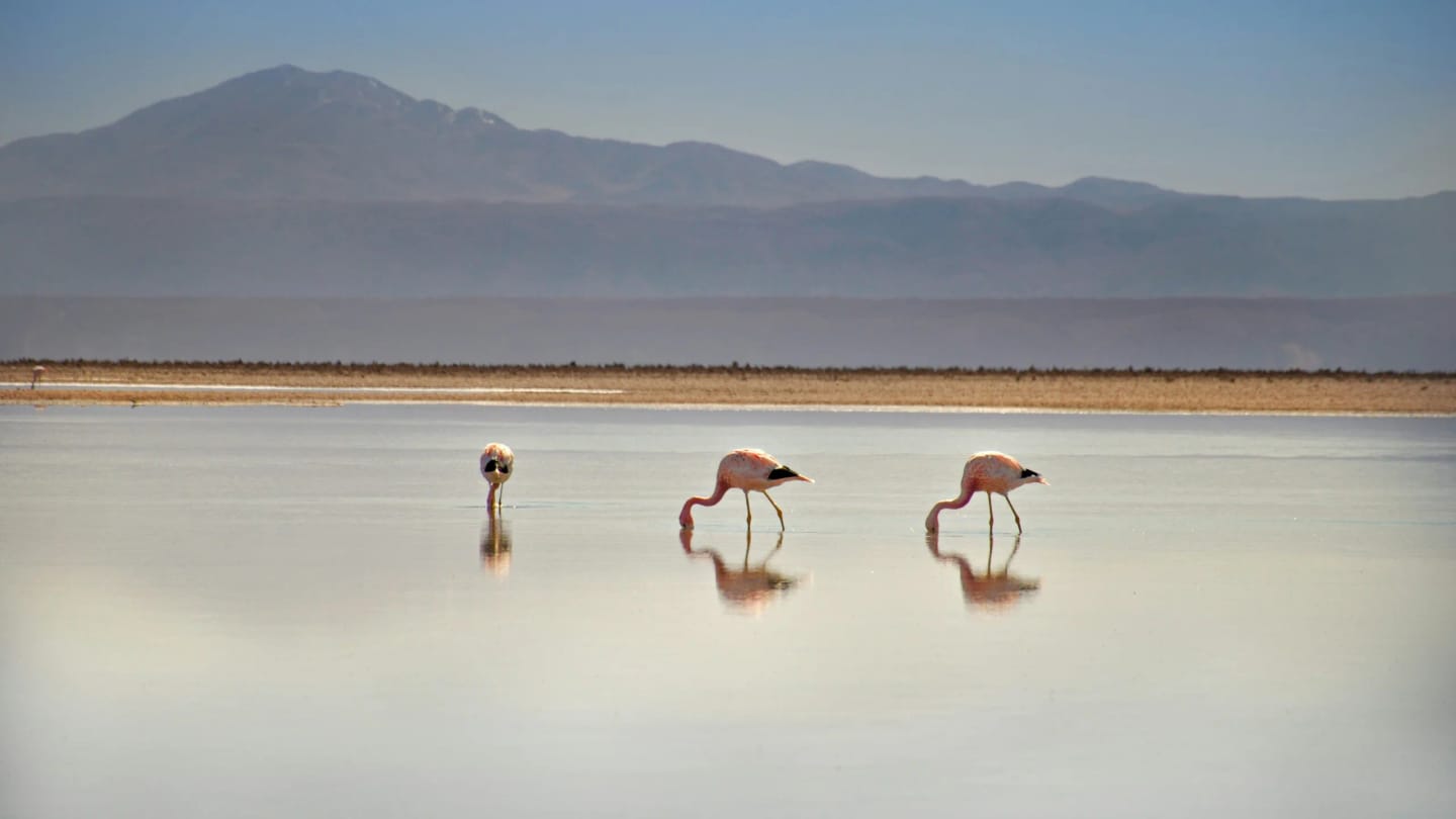 Viaggio di Gruppo in Cile e Bolivia