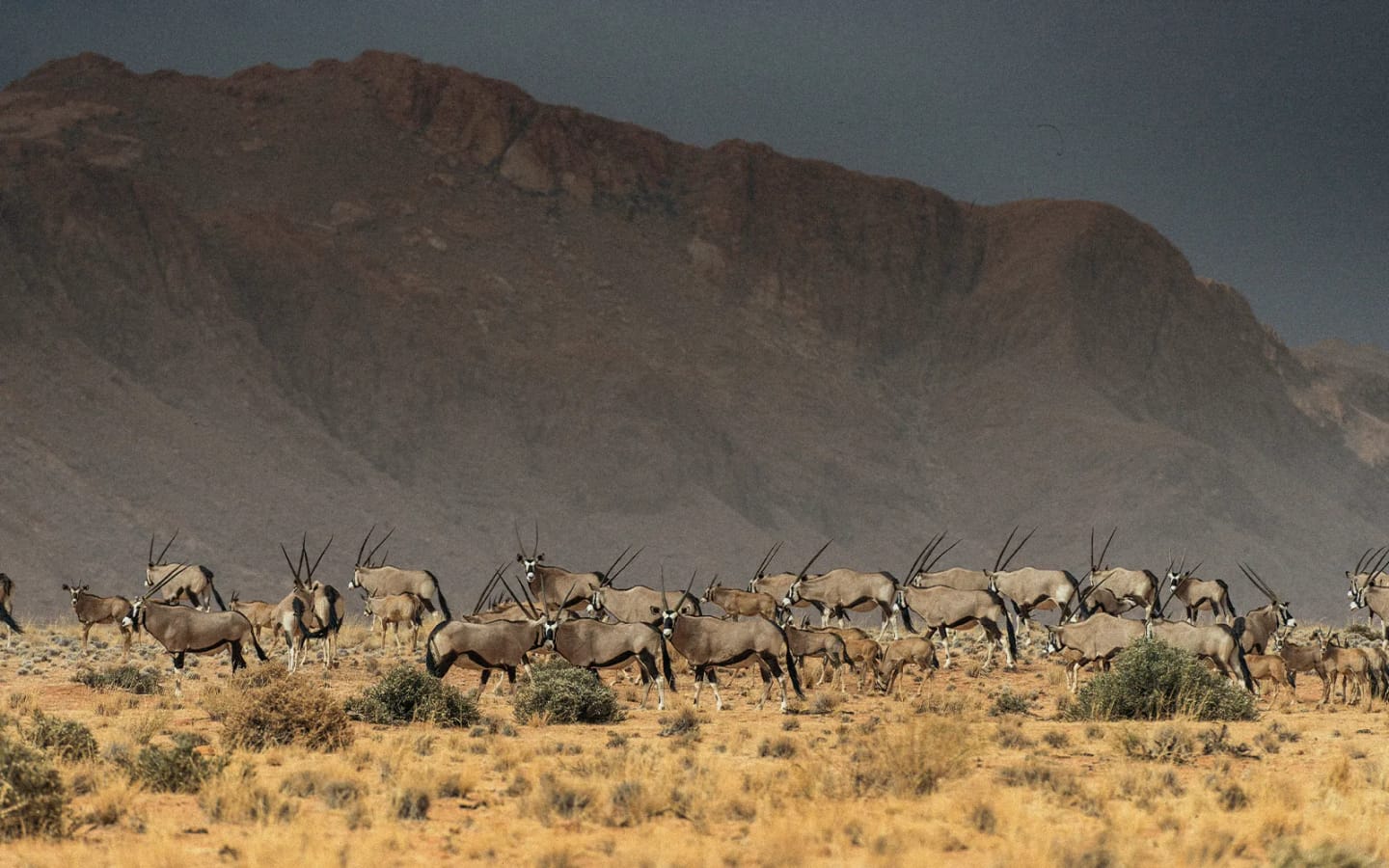 Safari in Namibia a Luglio: avventure in Africa