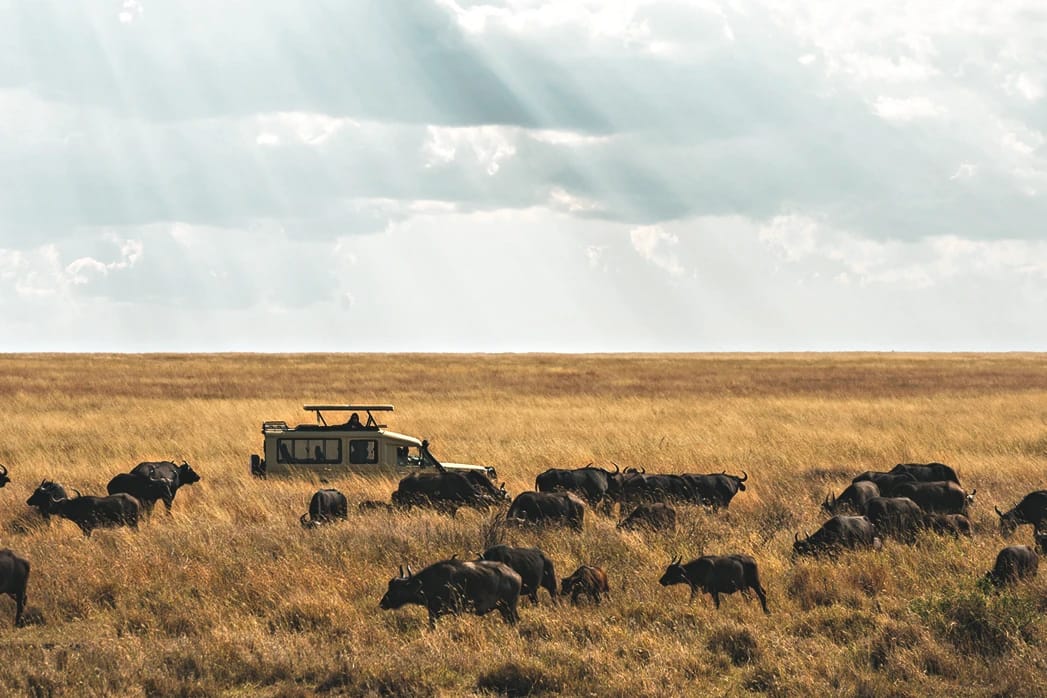 Safari Wild