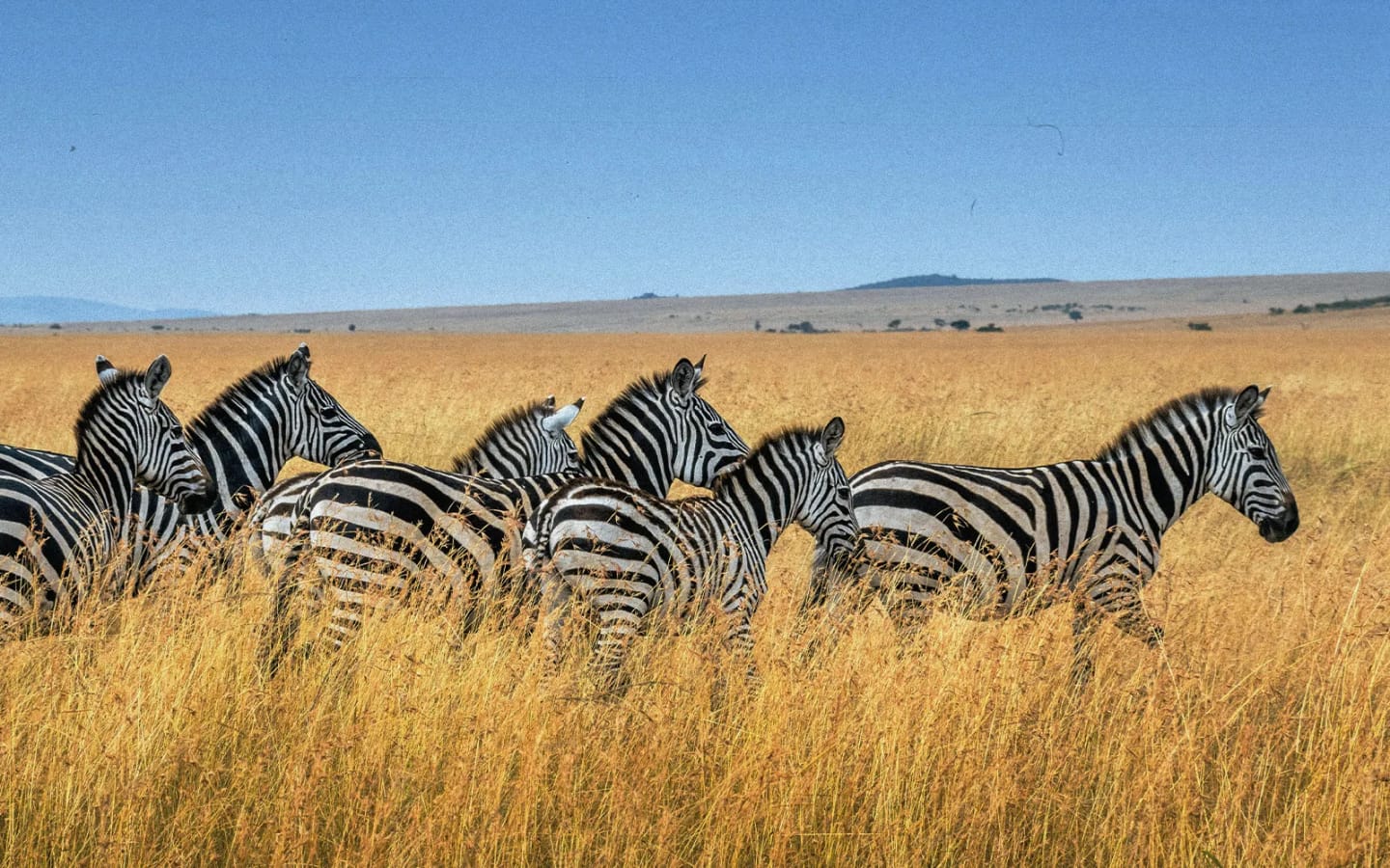 Kenya a Luglio: tra spiagge da sogno e safari