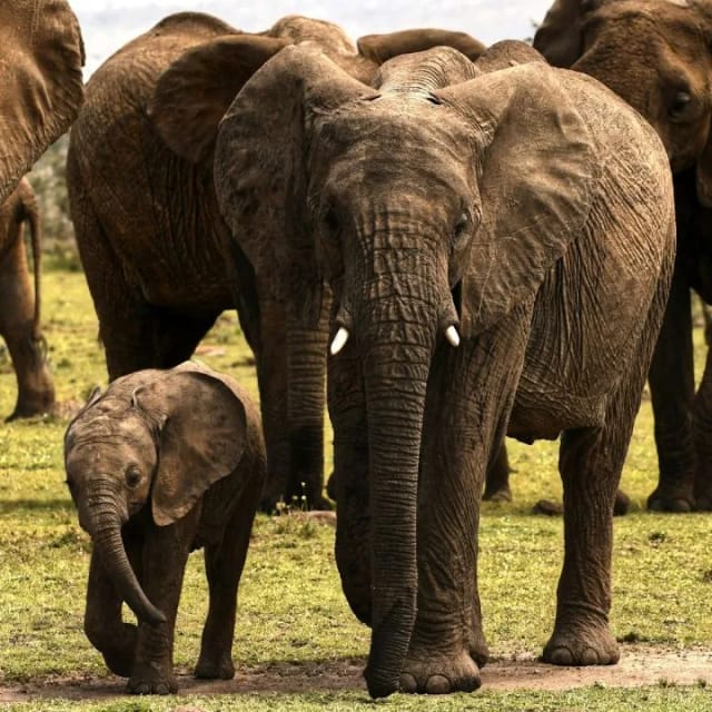 Viaggio di gruppo in Kenya