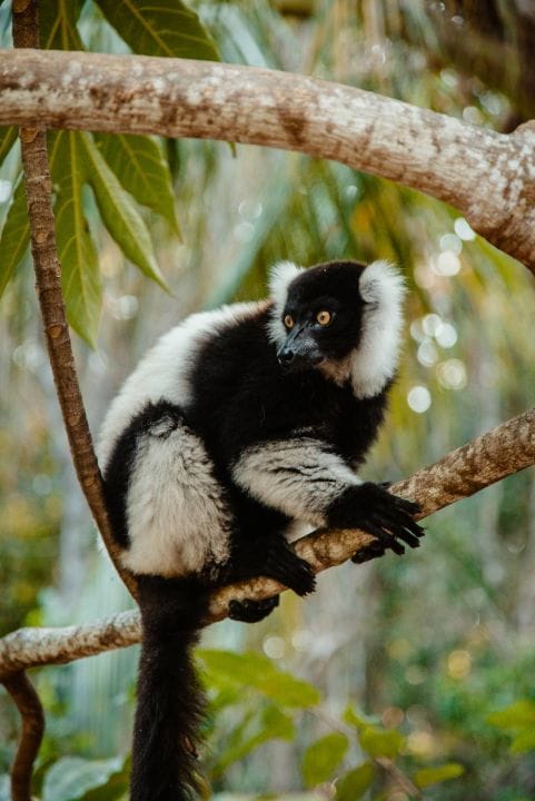 Viaggio in Madagascar