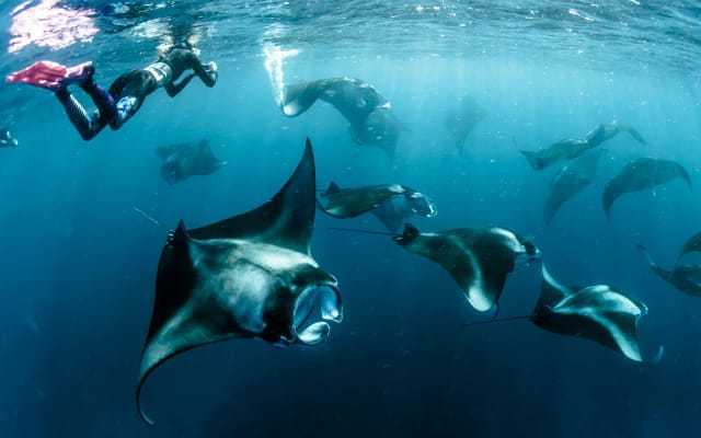 Giappone Diving
