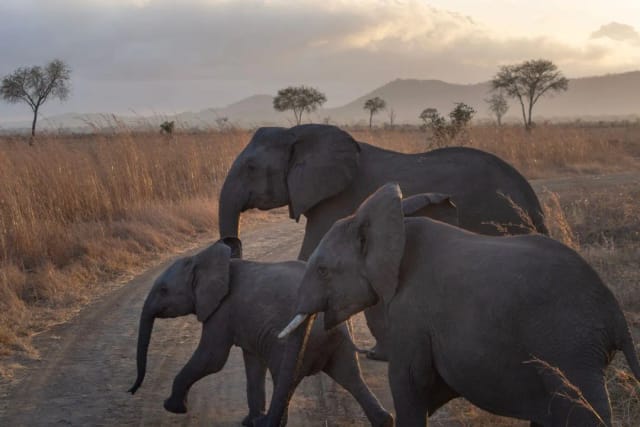 Viaggio di Gruppo in Tanzania
