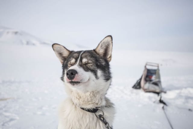 Viaggio di gruppo alle Svalbard