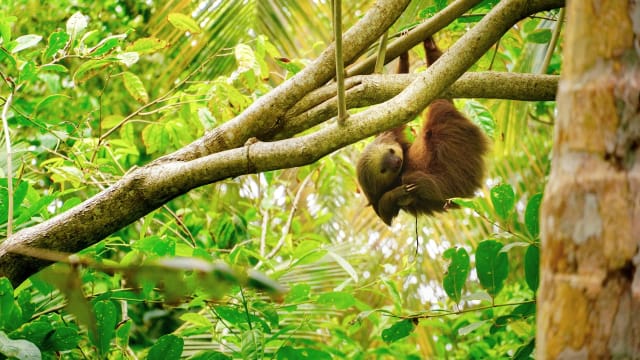 Viaggio di gruppo in Costa Rica