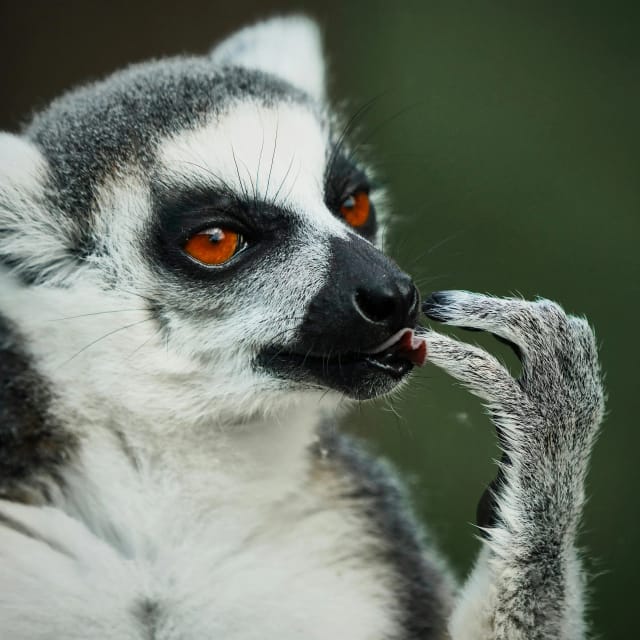 Madagascar