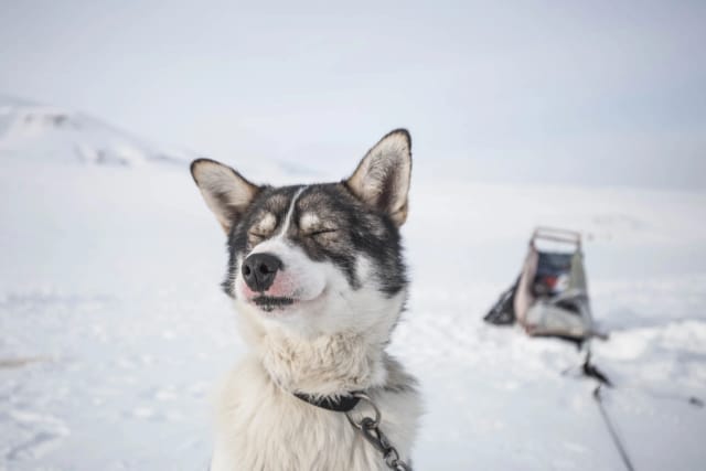 Svalbard in motoslitta