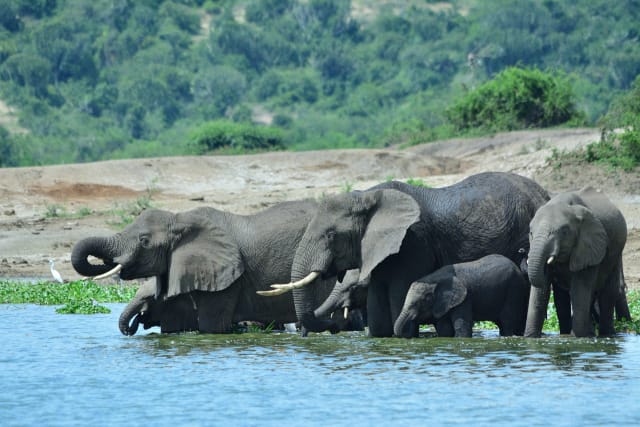 Viaggio di gruppo solidale Uganda e gorilla