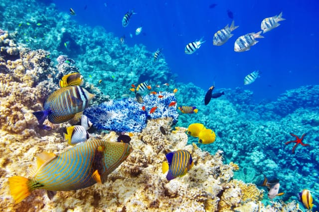Maldive Coral Reef Adventure