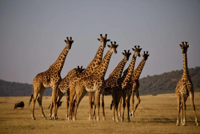 Viaggio di Gruppo in Tanzania