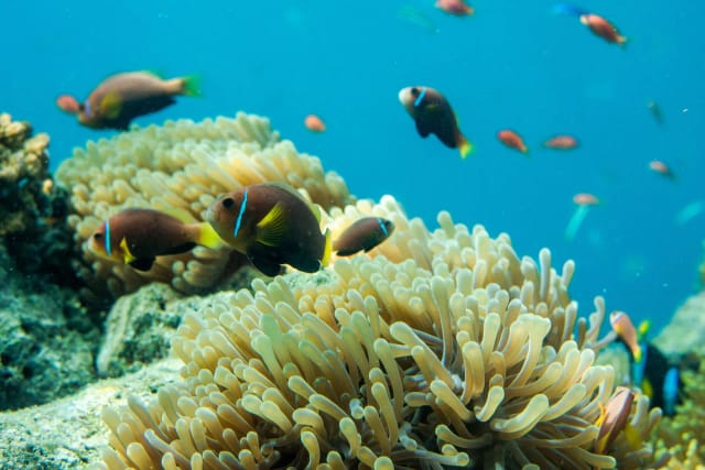 Maldive Coral Reef Adventure